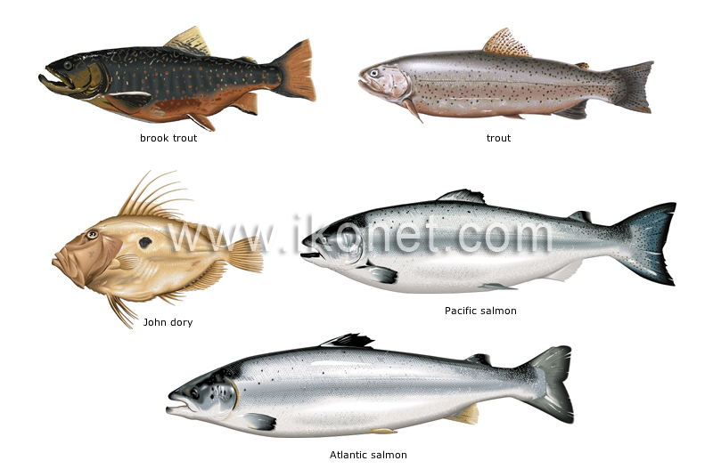 bony fishes image