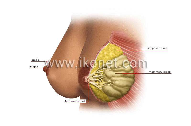 human being > anatomy > breast image - Visual Dictionary