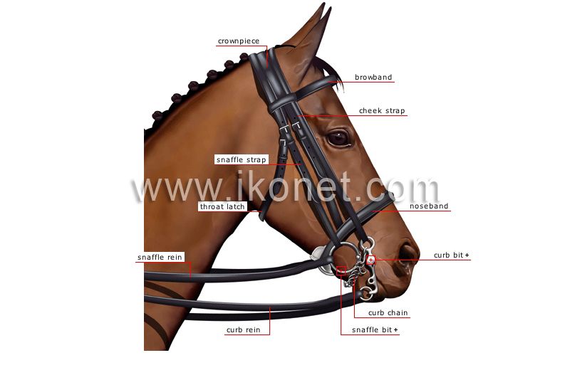 bridle image