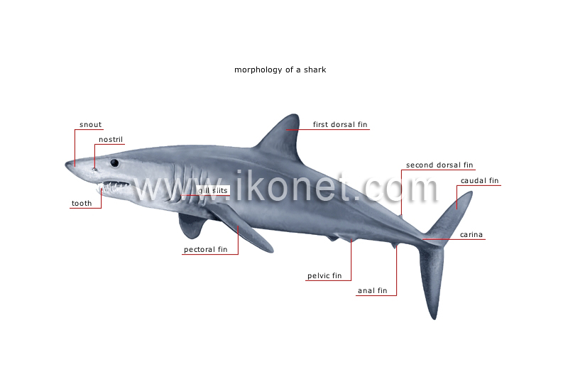 cartilaginous fish image