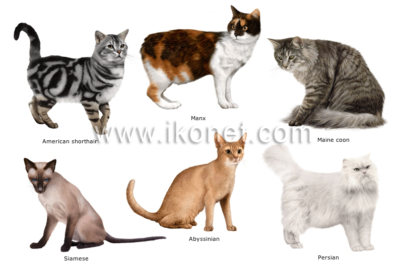 cat breeds image