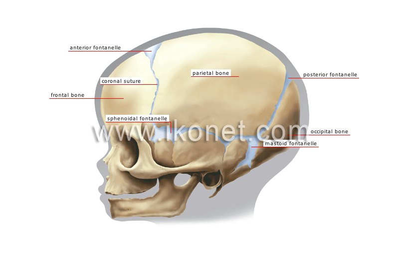 child’s skull image