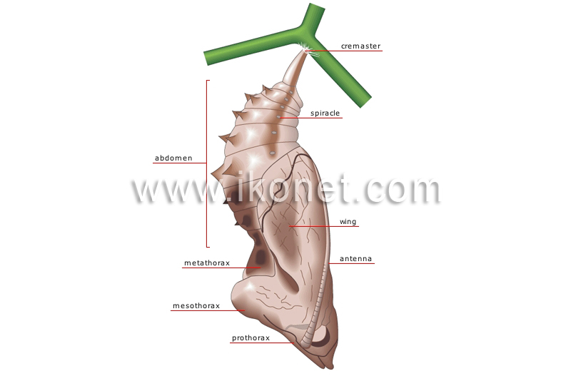 chrysalis image