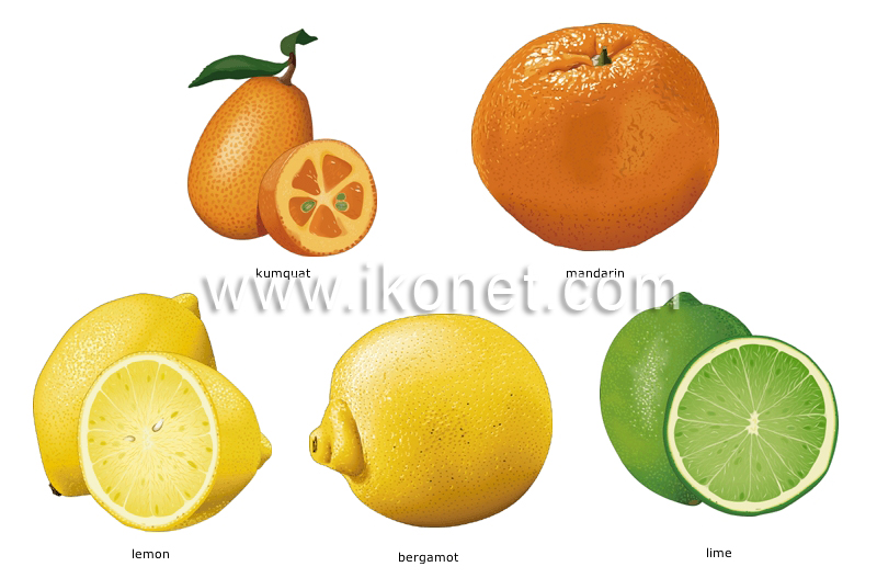 citrus fruits image