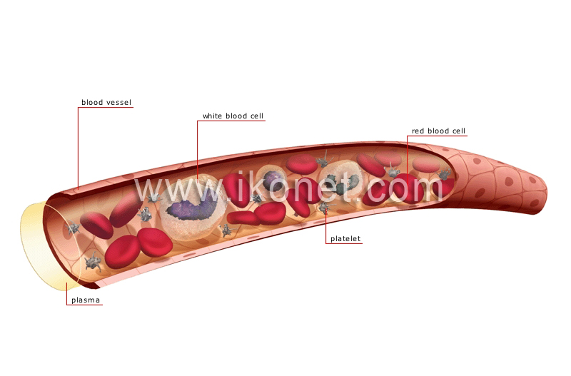 composition of the blood image