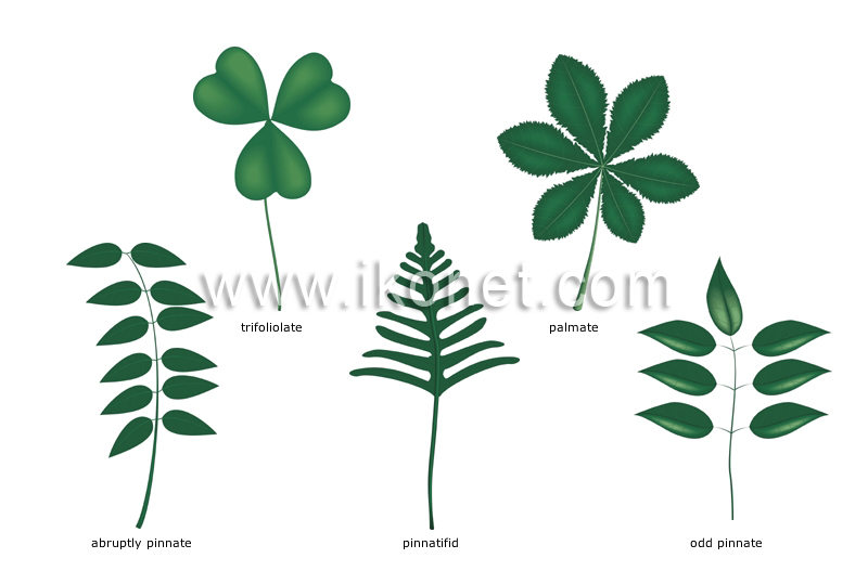 compound leaves image