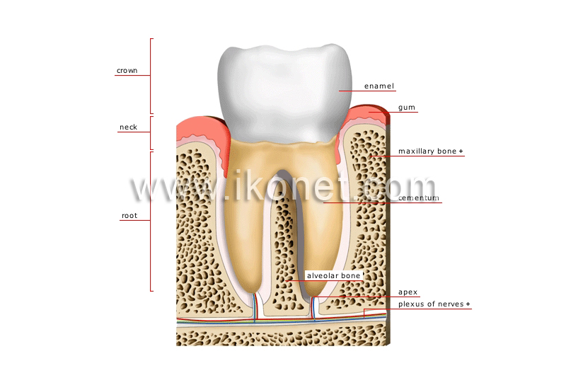 cross section of a molar image