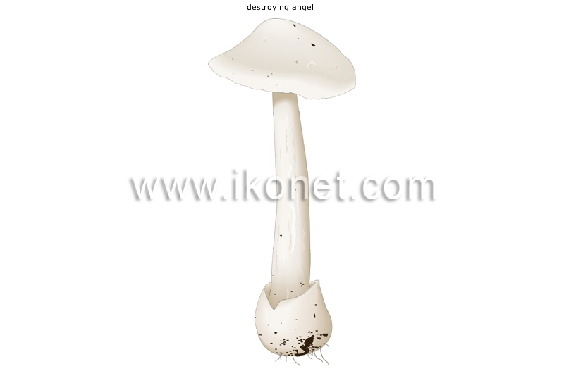 deadly poisonous mushroom image