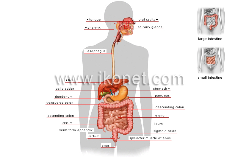 digestive system image