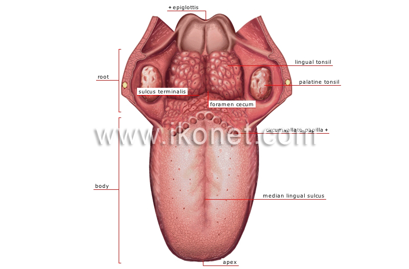 dorsum of tongue image