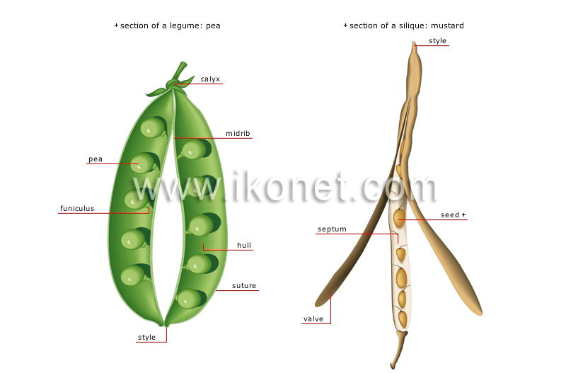 dry fruits image