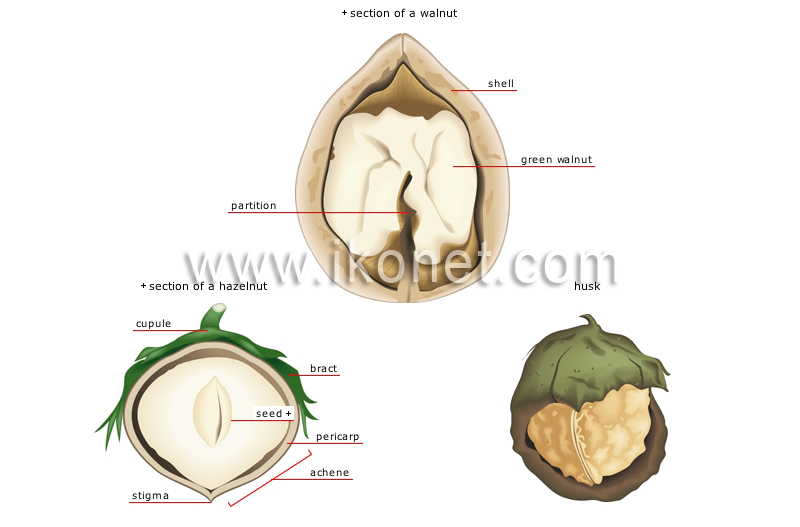 dry fruits image