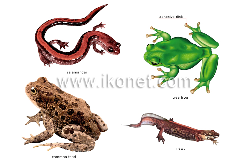 examples of amphibians image