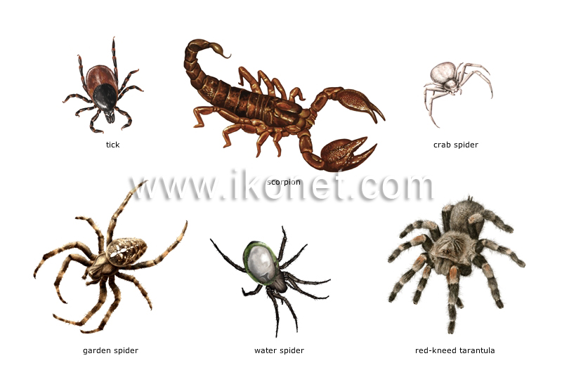 examples of arachnids image