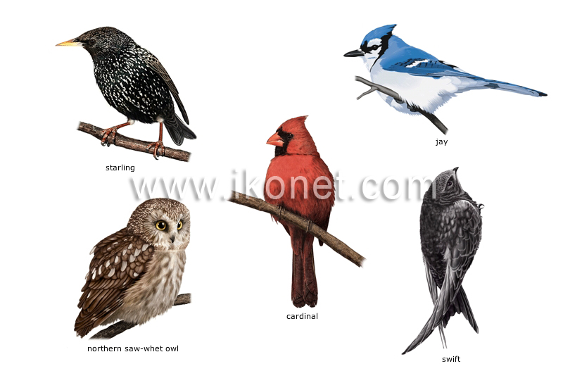 examples of birds image