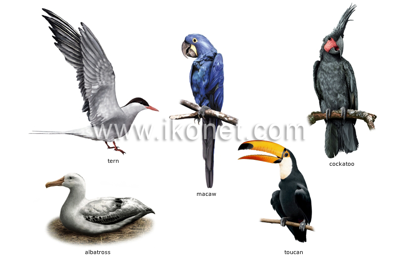 examples of birds image