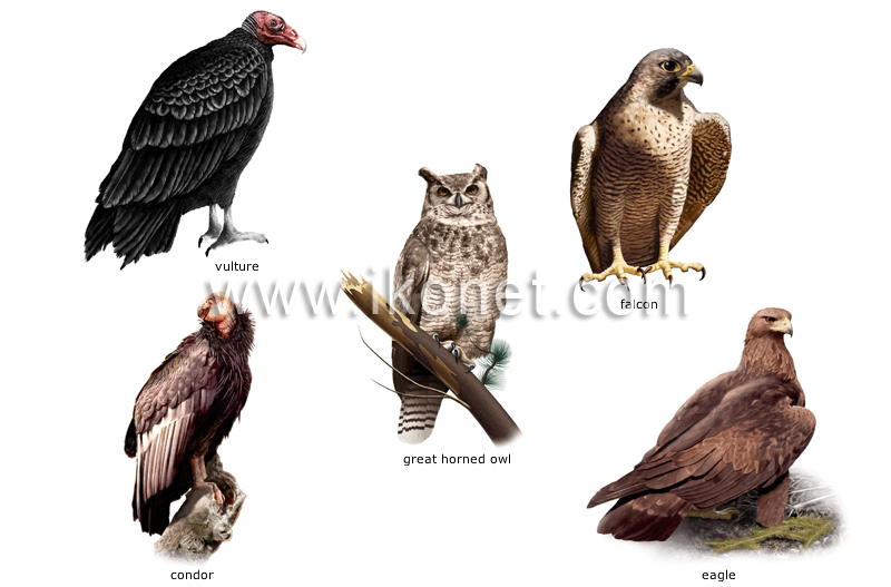 examples of birds image