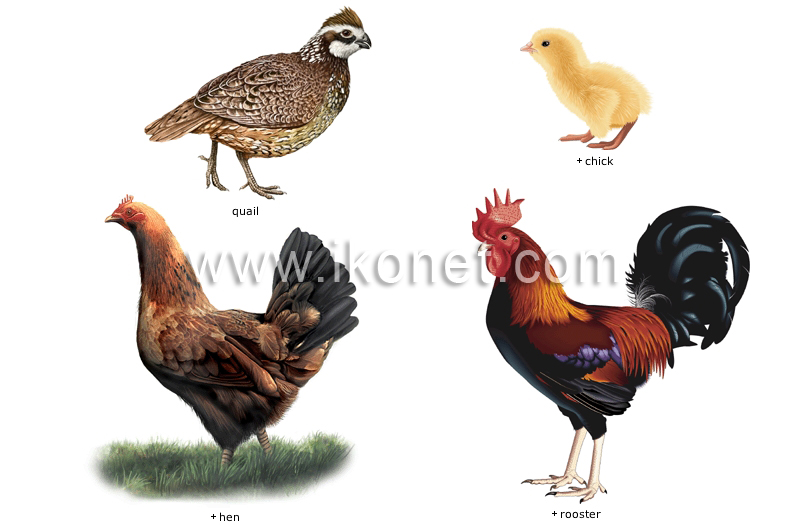 examples of birds image