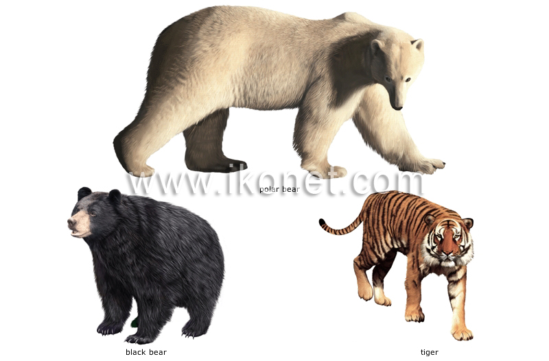 examples of carnivorous mammals image