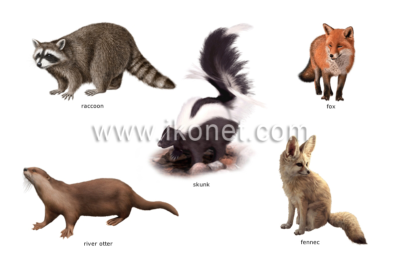 examples of carnivorous mammals image