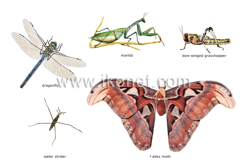 examples of insects image