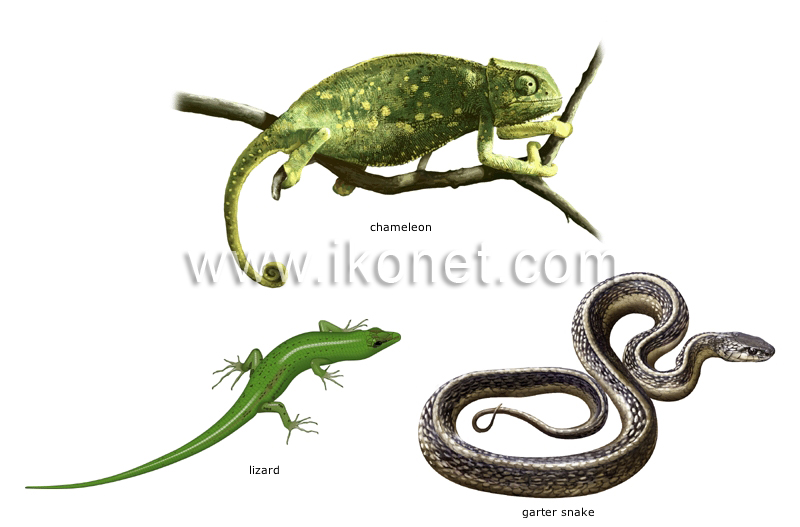 examples of reptiles image