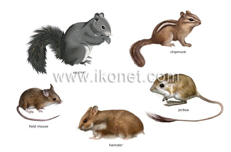 examples of rodents image