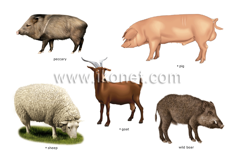 examples of ungulate mammals image