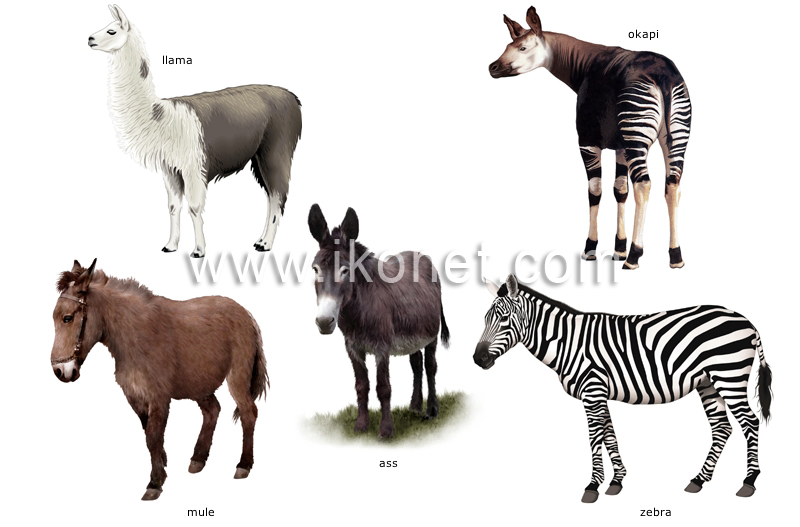 examples of ungulate mammals image