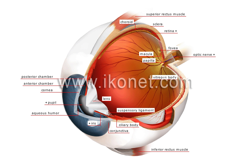 eyeball image