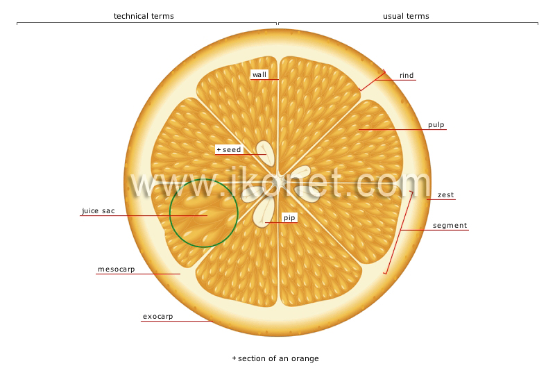 fleshy fruit: citrus fruit image
