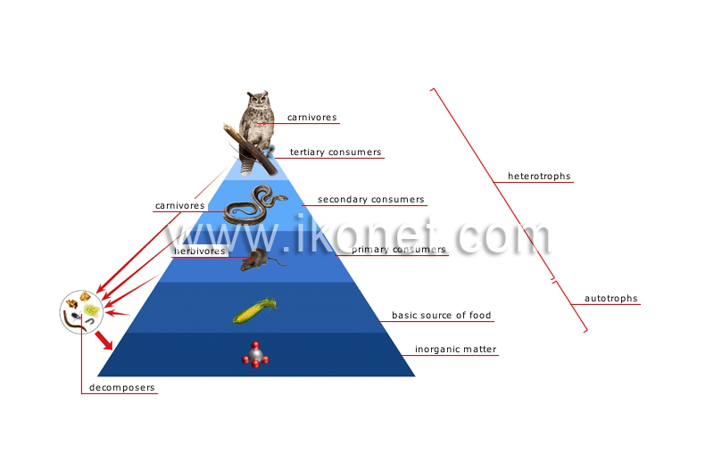 food chain image