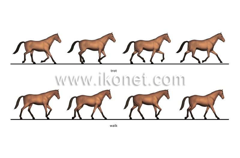 gaits image