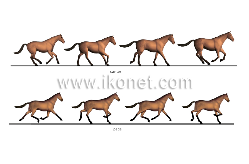 gaits image