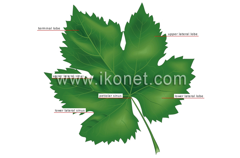 grape leaf image