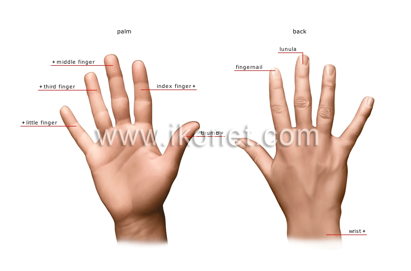 hand image