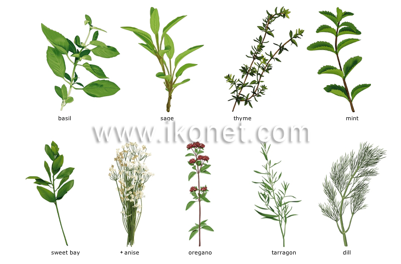 herbs image