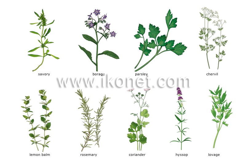 herbs image