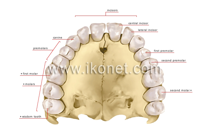 human denture image