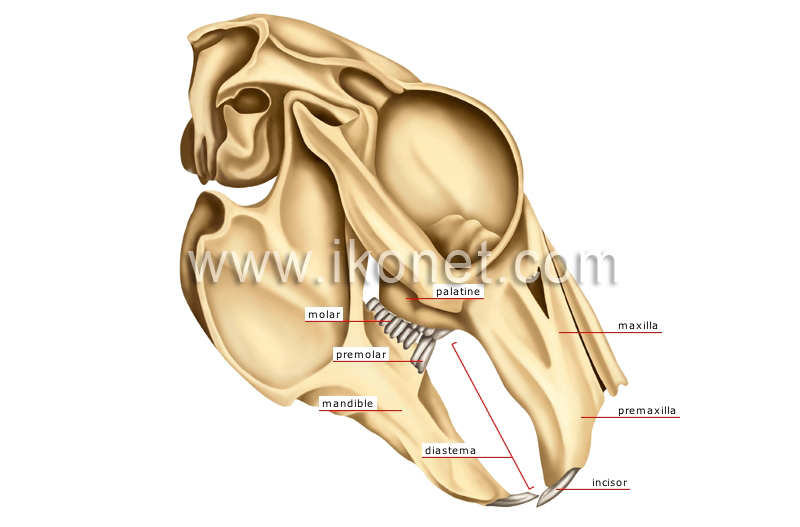 lagomorph’s jaw: rabbit image