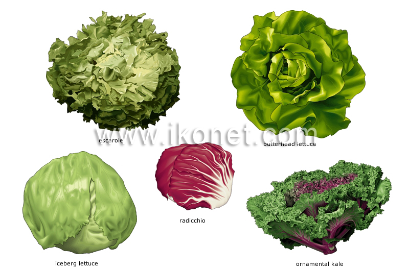 leaf vegetables image