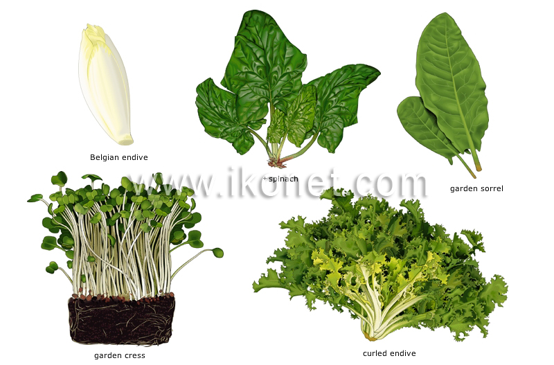 leaf vegetables image