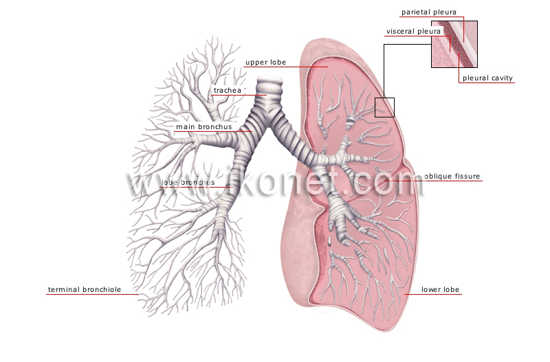 lungs image