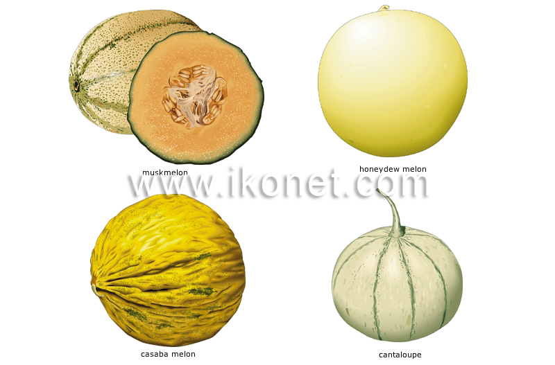 melons image