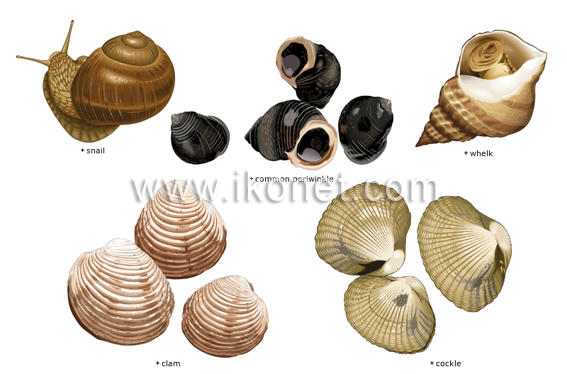 mollusks image