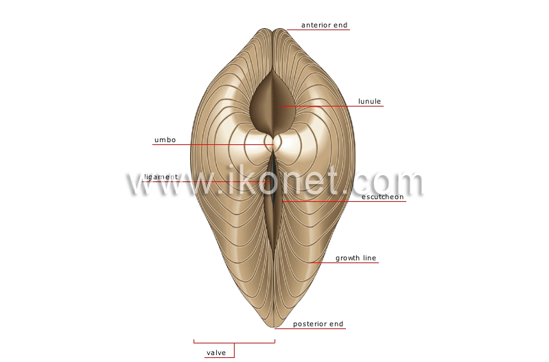 morphology of a bivalve shell image