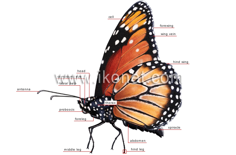 morphology of a butterfly image