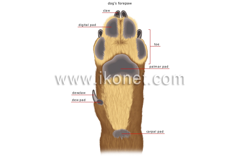 morphology of a dog image