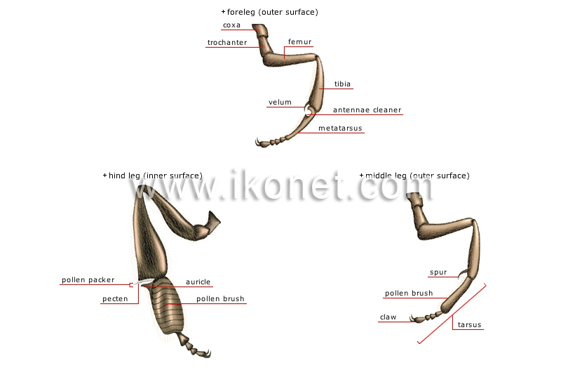 morphology of a honeybee: worker image