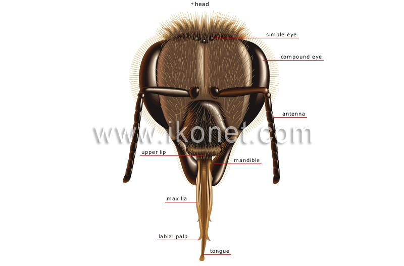 morphology of a honeybee: worker image